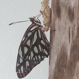 Meet your Posher, Beverly